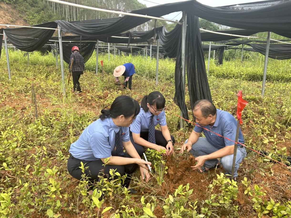 金毛狗蕨抢救性种植现场.jpg