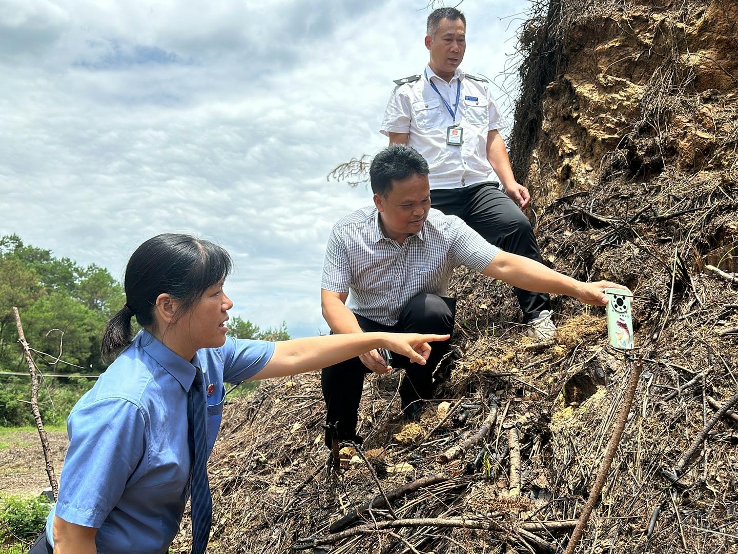 检察干警对松材线虫病松树处理情况进行查看 (1).jpg